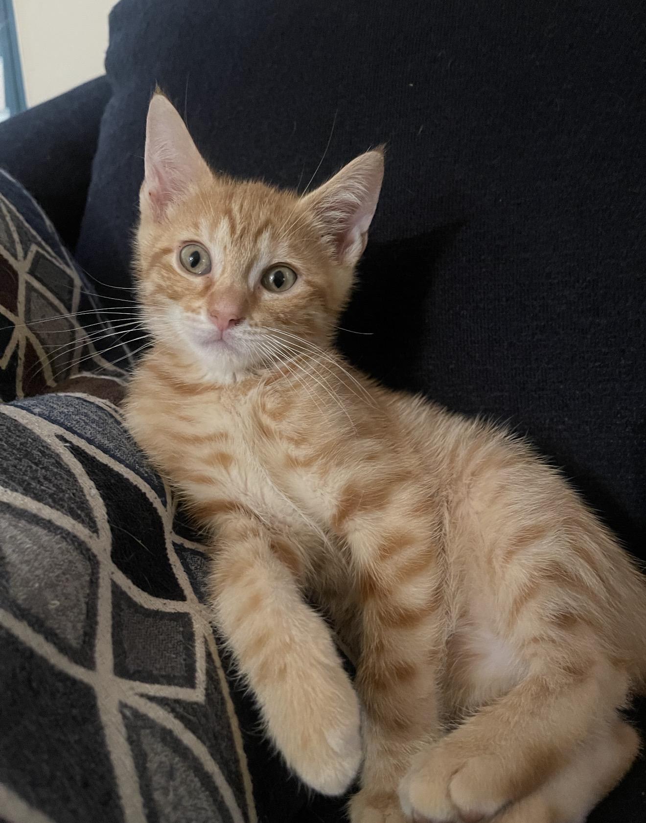 Romello, adopted, Kitten Male Domestic Short Hair.