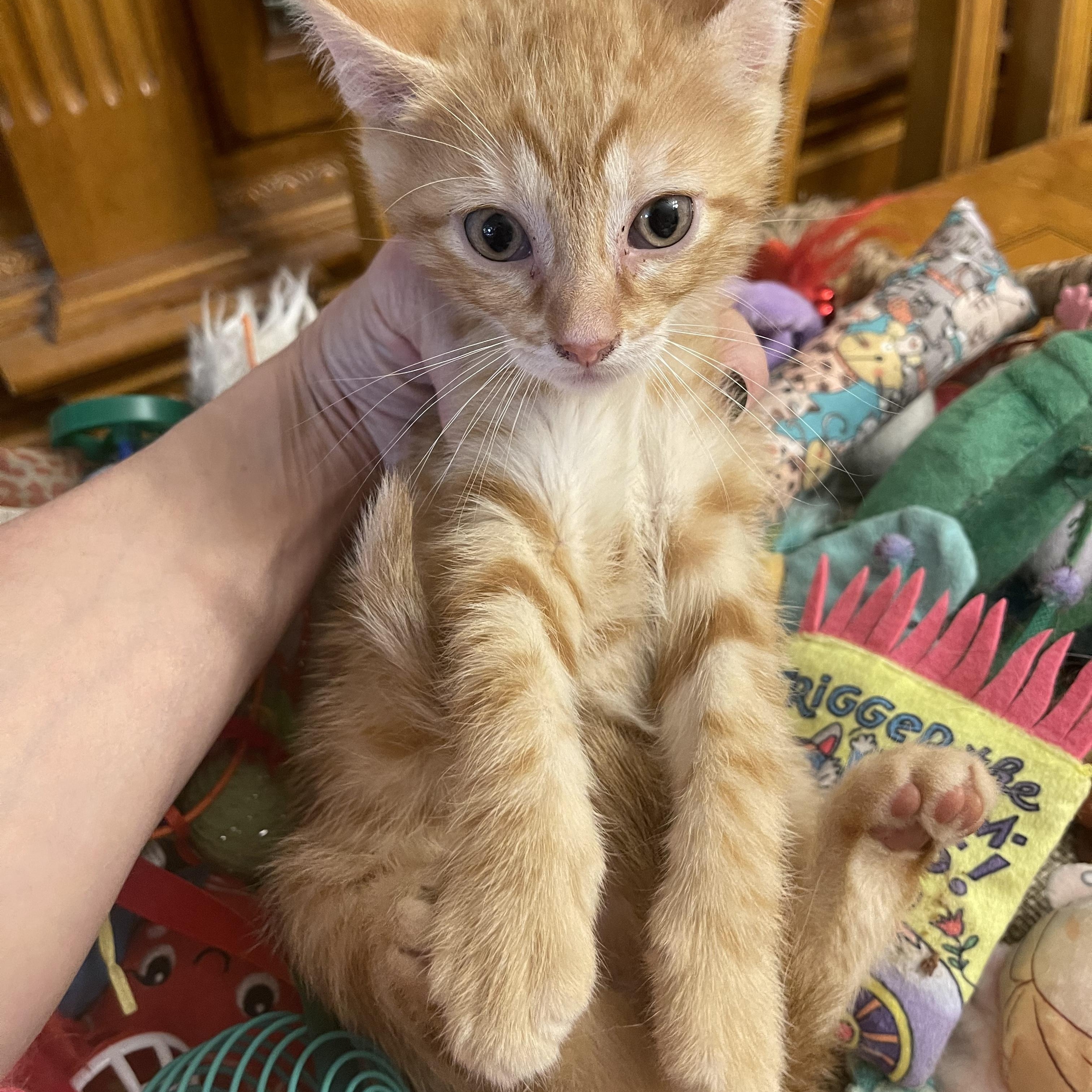 Romello, an adopted Domestic Short Hair in Nutley, NJ image 5/5