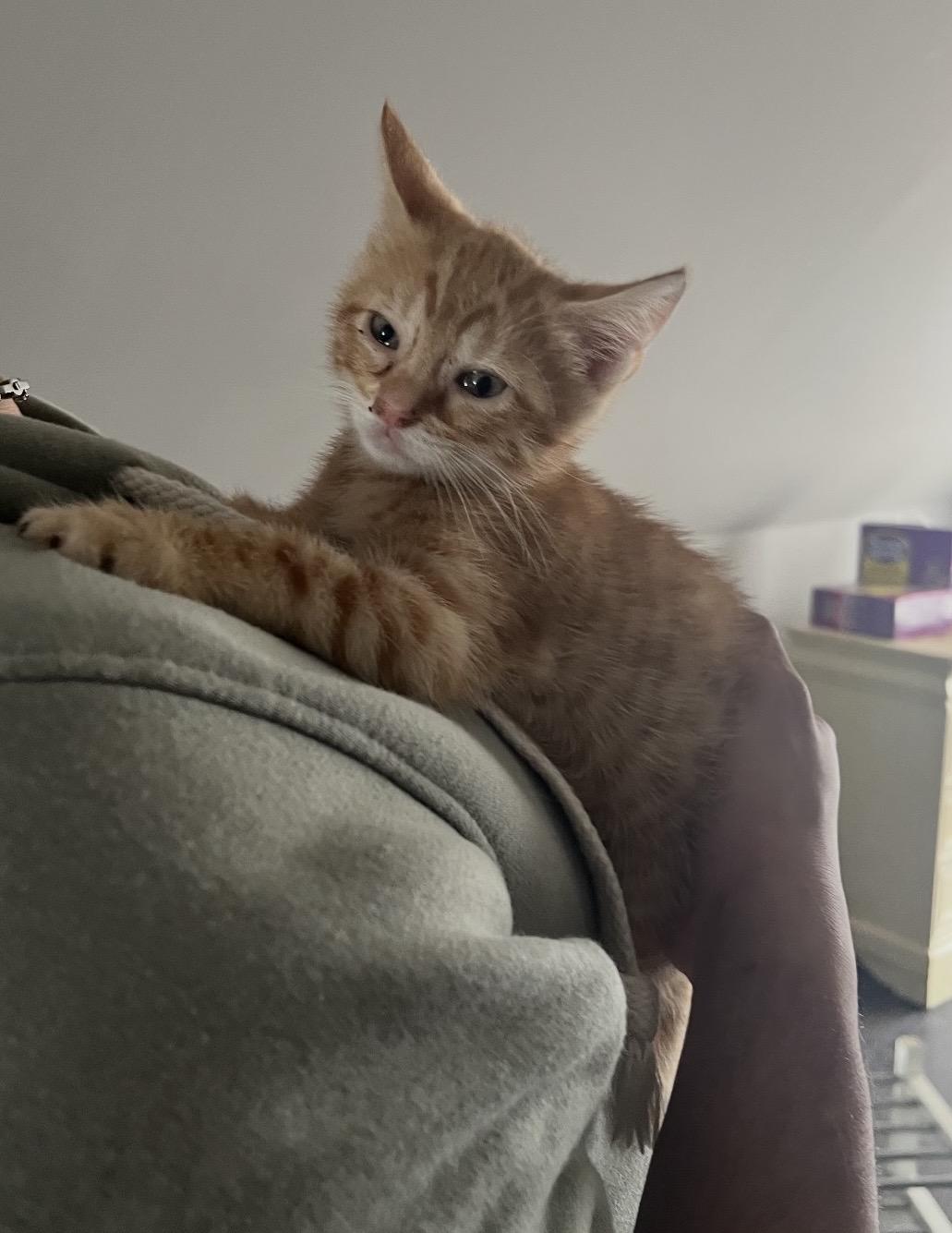 Romello, an adopted Domestic Short Hair in Nutley, NJ image 4/5