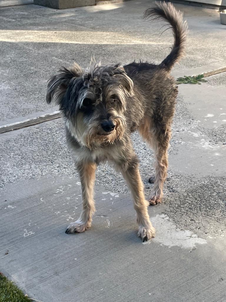 Jasper, Adoptable, Senior Male Schnauzer.