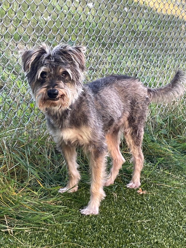 Enlarge Jasper, a Adoptable Schnauzer in Eastsound, WA image 2/3