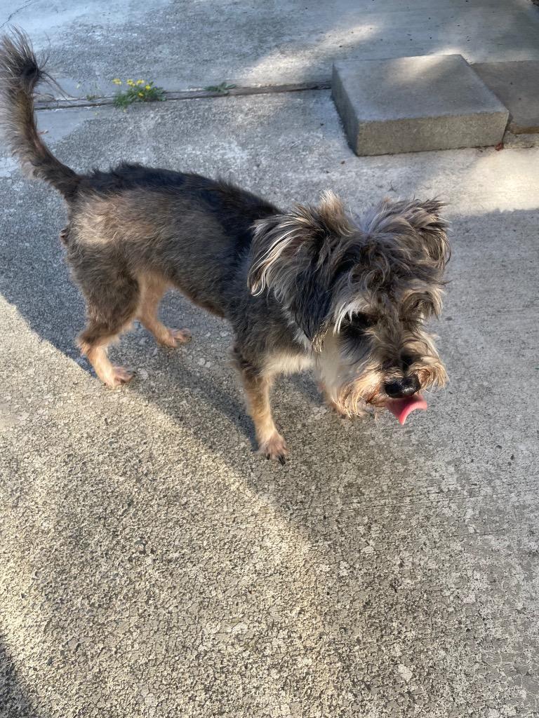 Enlarge Jasper, a Adoptable Schnauzer in Eastsound, WA image 3/3