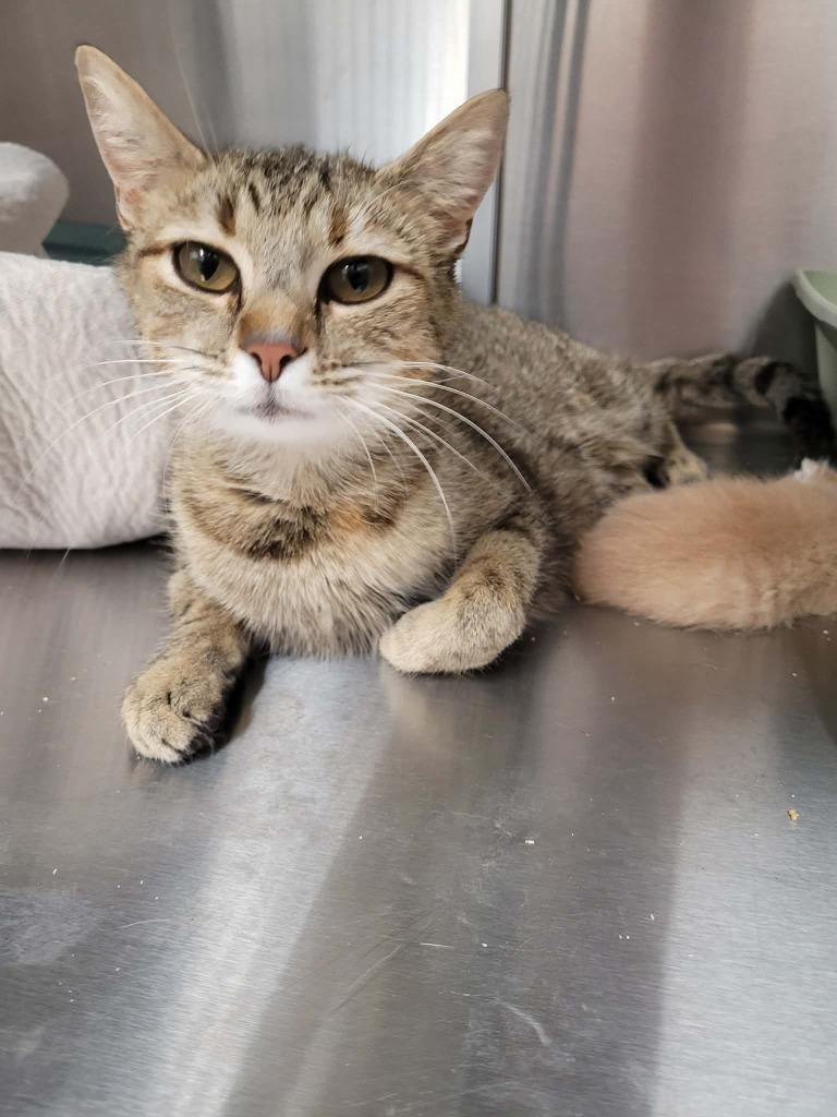 Hilltop, Adoptable, Adult Female Domestic Short Hair.