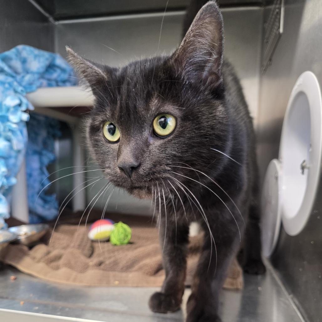 Enlarge Emmanuel, a Adoptable Domestic Short Hair in Fort Wayne, IN image 1/6