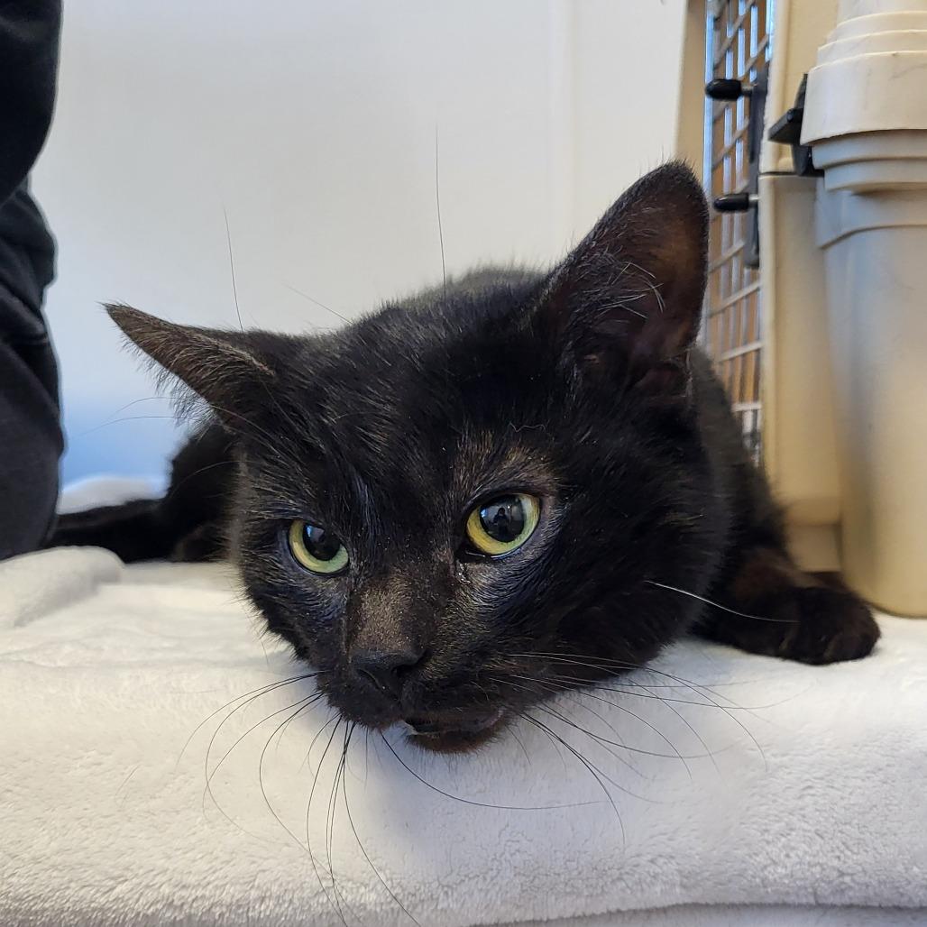 Enlarge Emmanuel, a Adoptable Domestic Short Hair in Fort Wayne, IN image 2/6