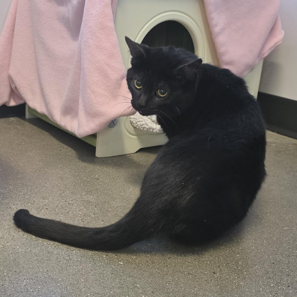 Enlarge Emmanuel, a Adoptable Domestic Short Hair in Fort Wayne, IN image 3/6