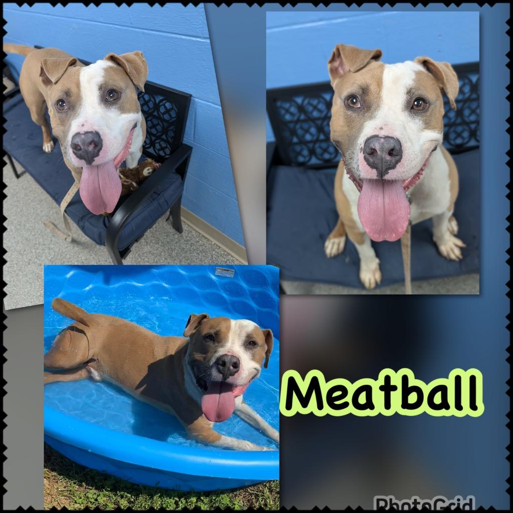 Meatball, Adoptable, Young Male Pit Bull Terrier & Mixed Breed.