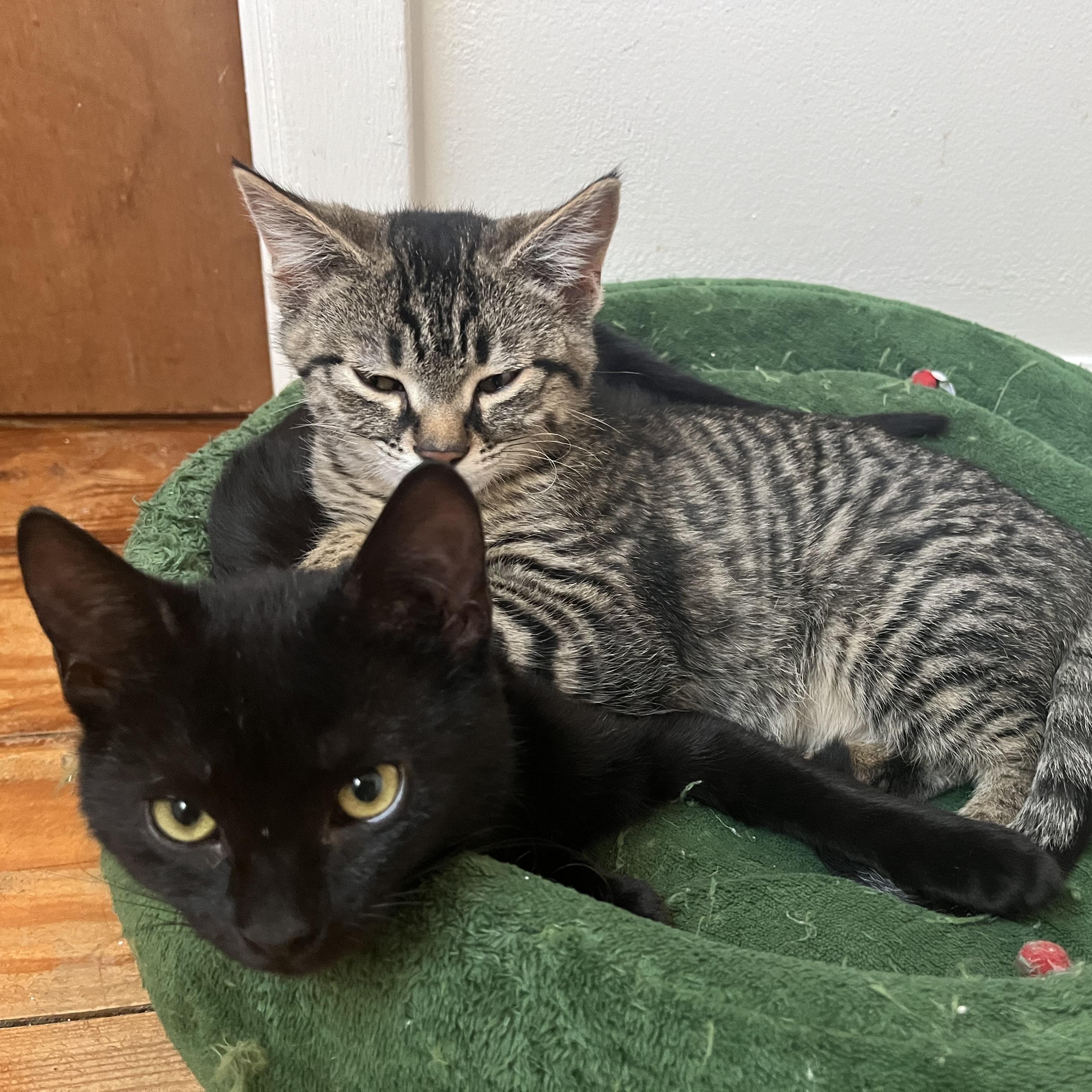 Enlarge Justine, an adoptable Domestic Short Hair in Mississippi State, MS image 2/6