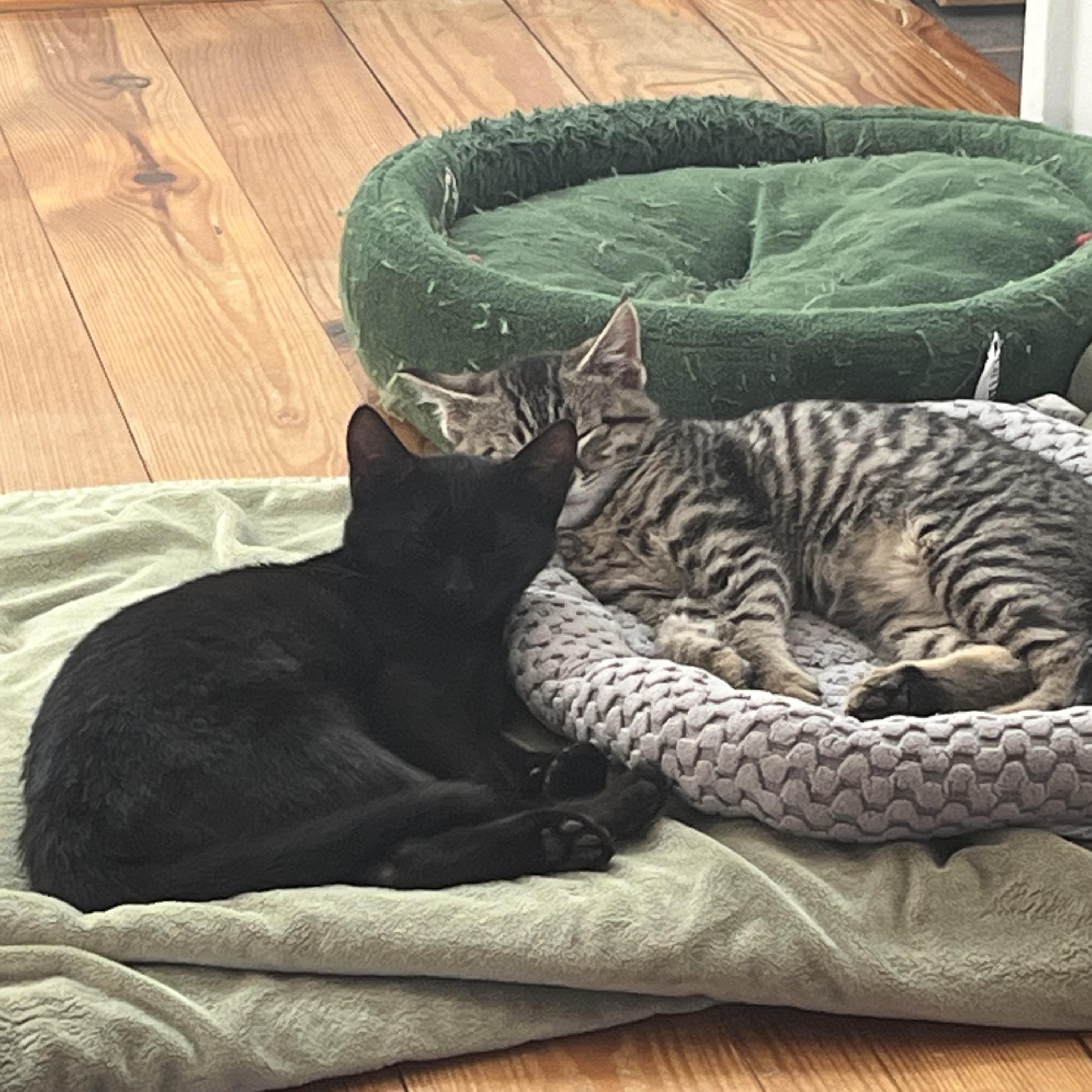 Enlarge Justine, an adoptable Domestic Short Hair in Mississippi State, MS image 5/6