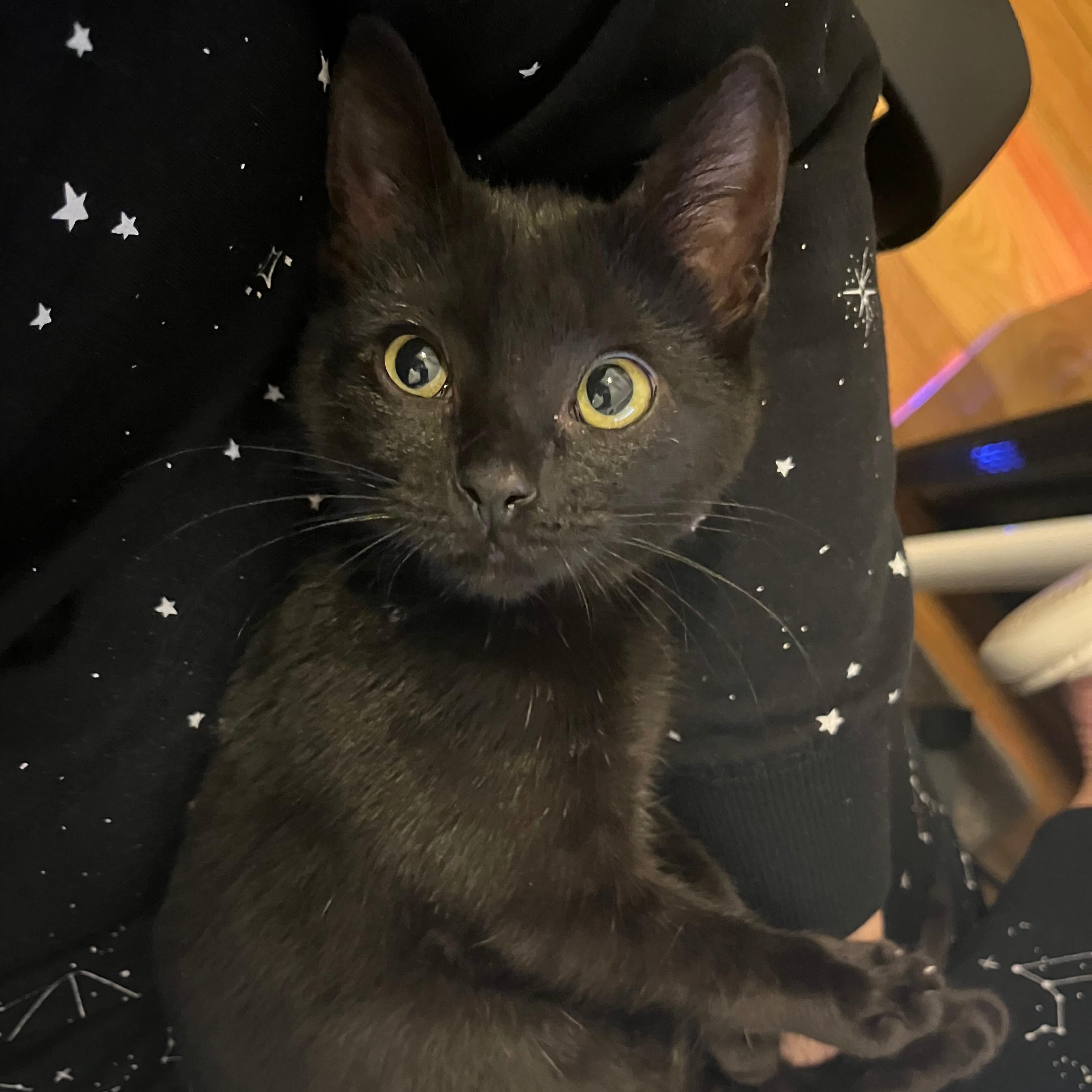 Justine, adoptable, Kitten Female Domestic Short Hair.