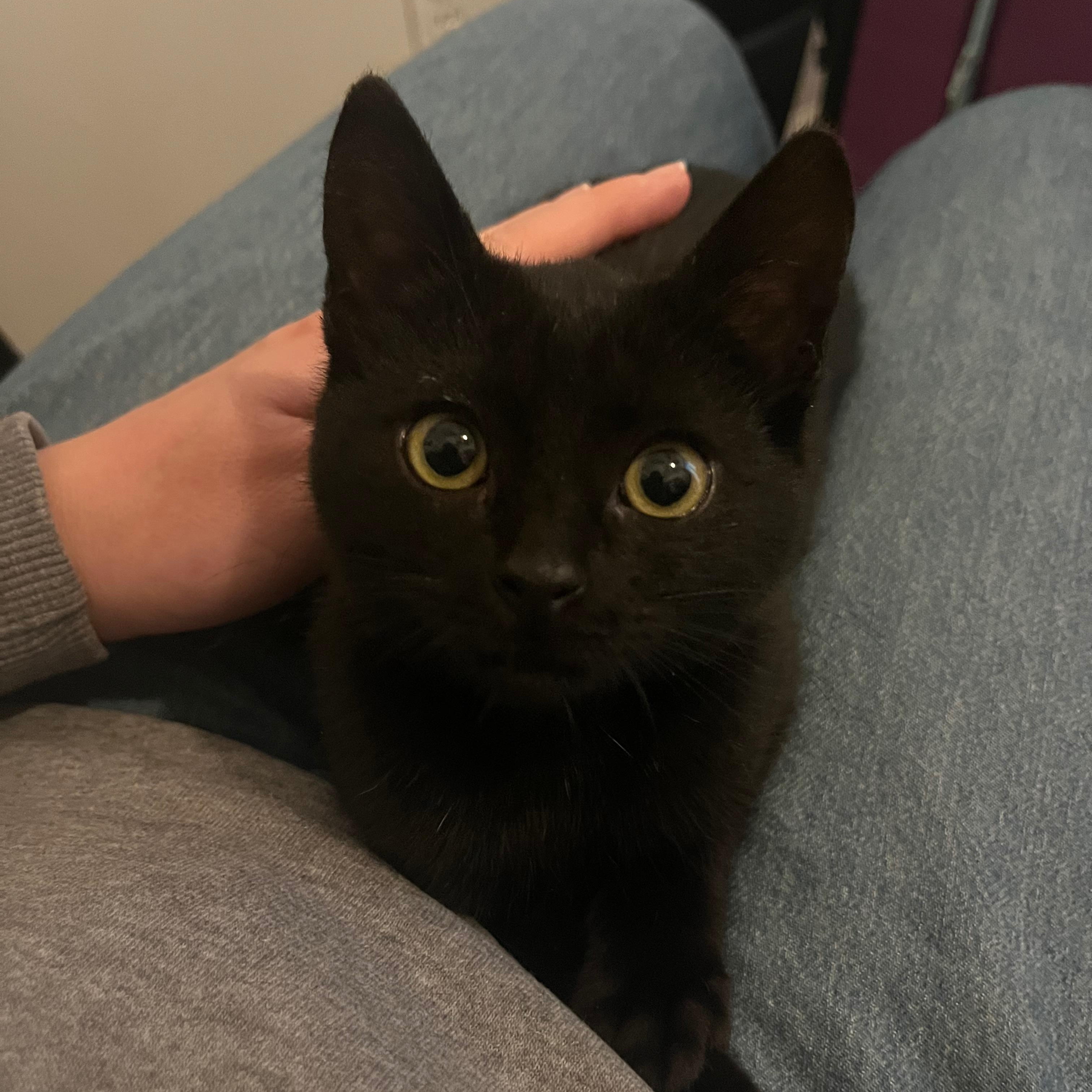 Enlarge Justine, an adoptable Domestic Short Hair in Mississippi State, MS image 4/6