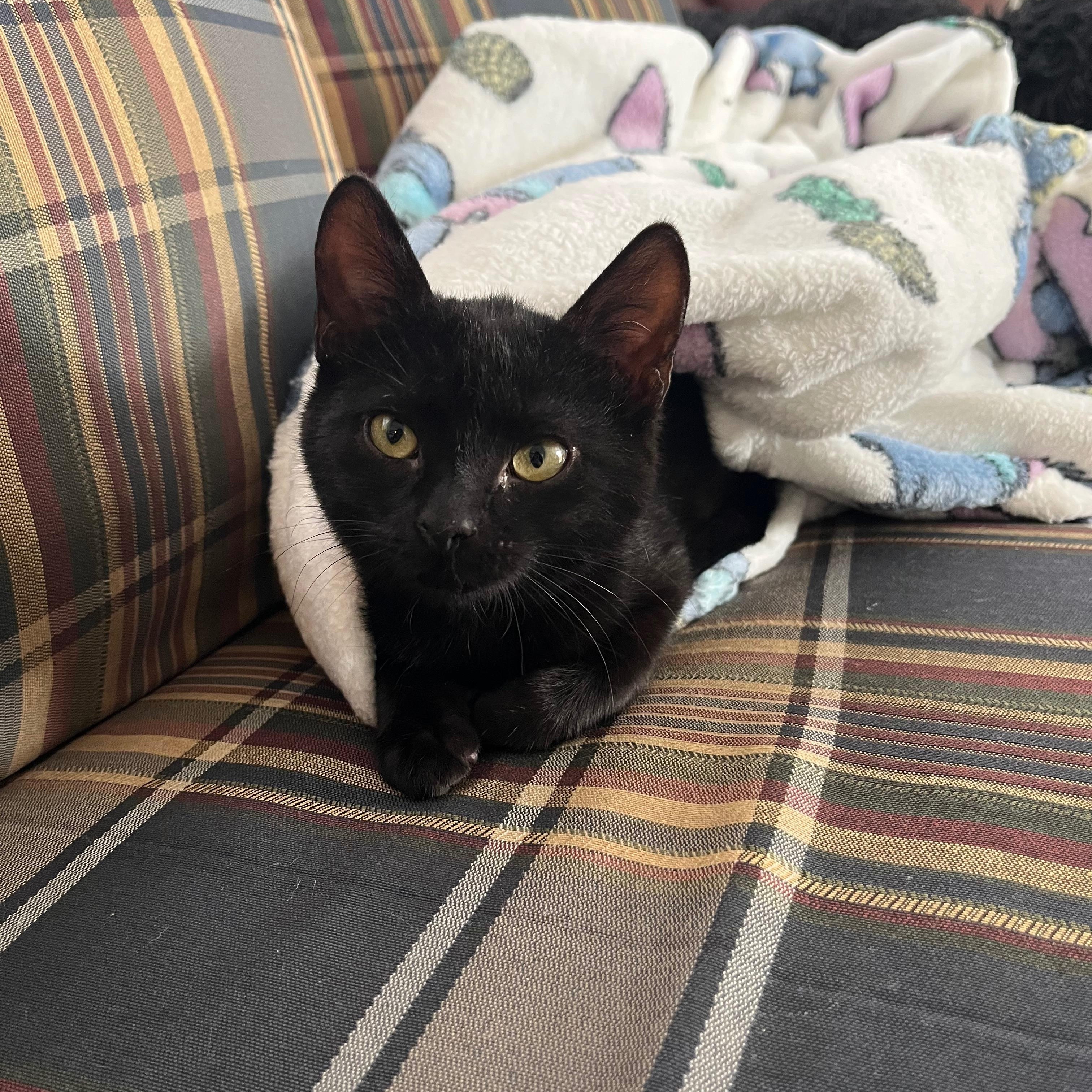 Enlarge Justine, an adoptable Domestic Short Hair in Mississippi State, MS image 6/6