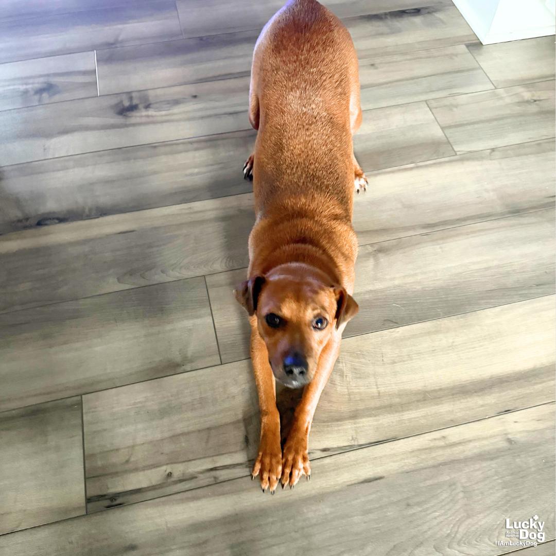 Enlarge Popcorn, a Adoptable mixed breed in Washington, DC image 1/3