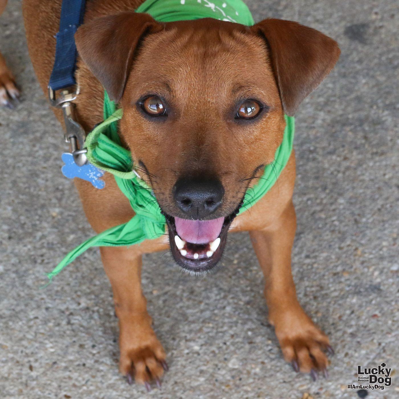 Enlarge Popcorn, a Adoptable mixed breed in Washington, DC image 2/3