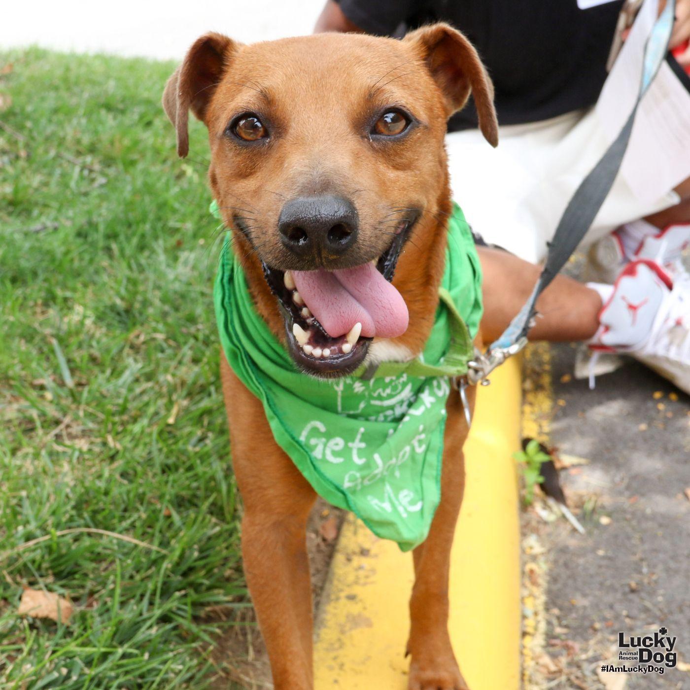 Enlarge Popcorn, a Adoptable mixed breed in Washington, DC image 3/3