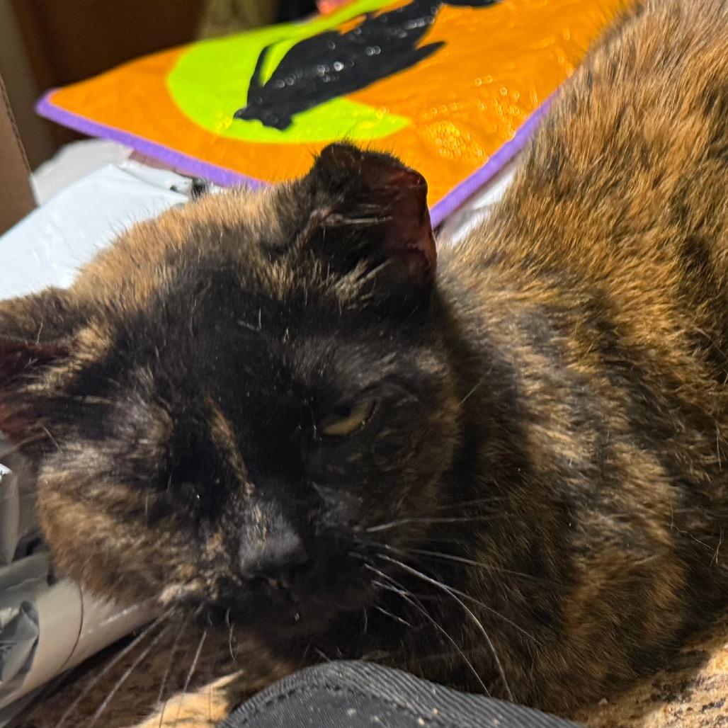 Enlarge Tripod, a Adoptable Domestic Short Hair in Granby, MO image 1/4