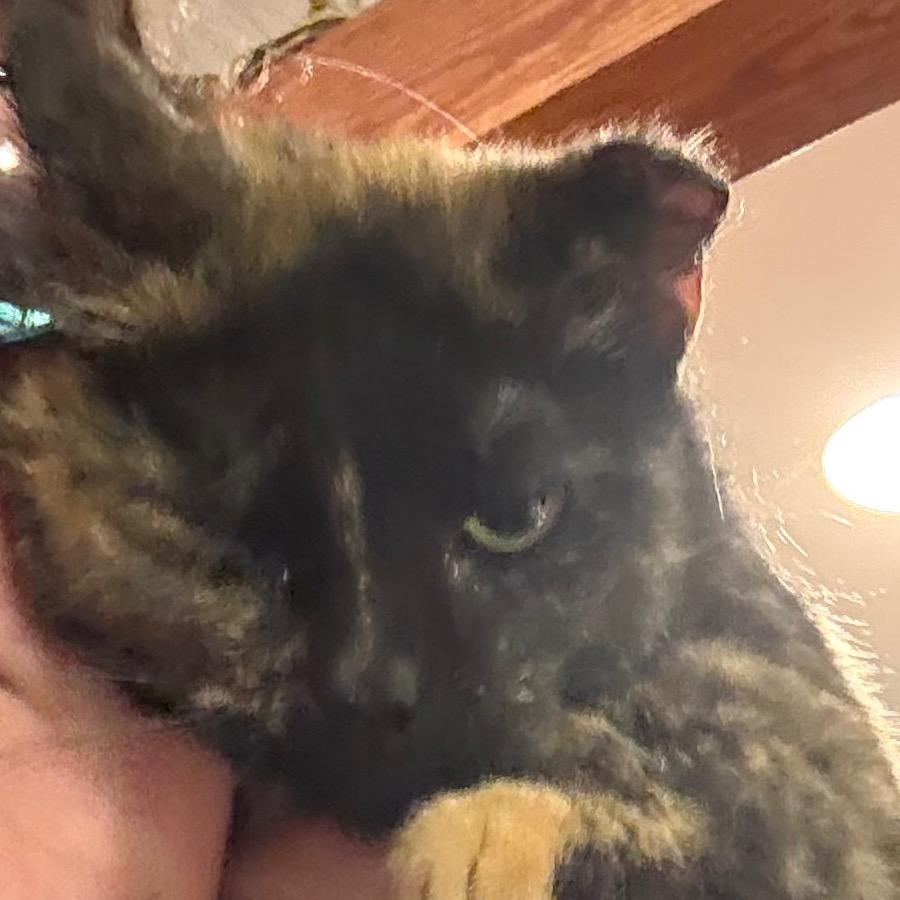 Enlarge Tripod, a Adoptable Domestic Short Hair in Granby, MO image 2/4