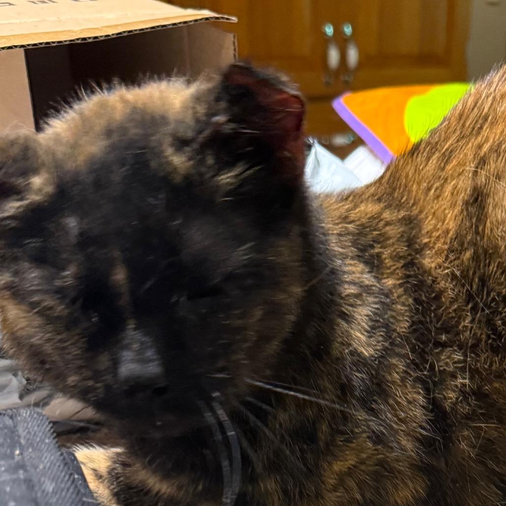 Enlarge Tripod, a Adoptable Domestic Short Hair in Granby, MO image 3/4