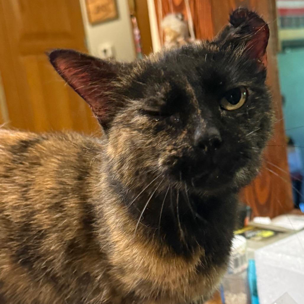 Enlarge Tripod, a Adoptable Domestic Short Hair in Granby, MO image 4/4