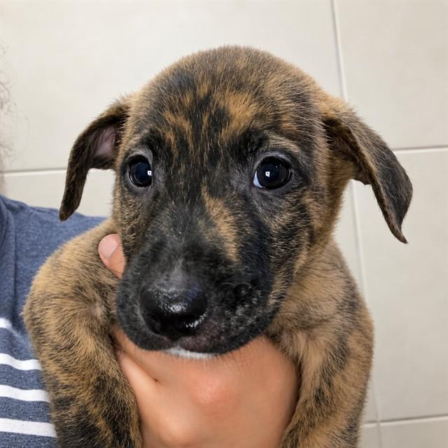 FISHER, Adoptable, Puppy Female Labrador Retriever.
