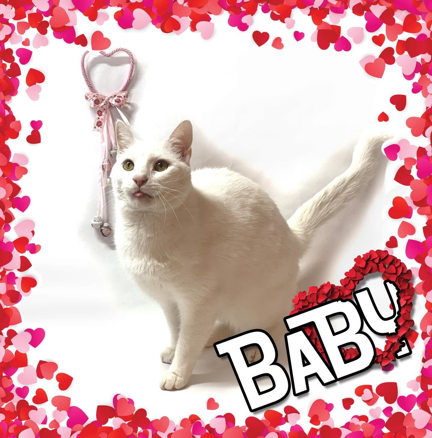 Enlarge Baby @ Fat Cat Books, an adopted Domestic Short Hair in Tallahassee, FL image 3/4