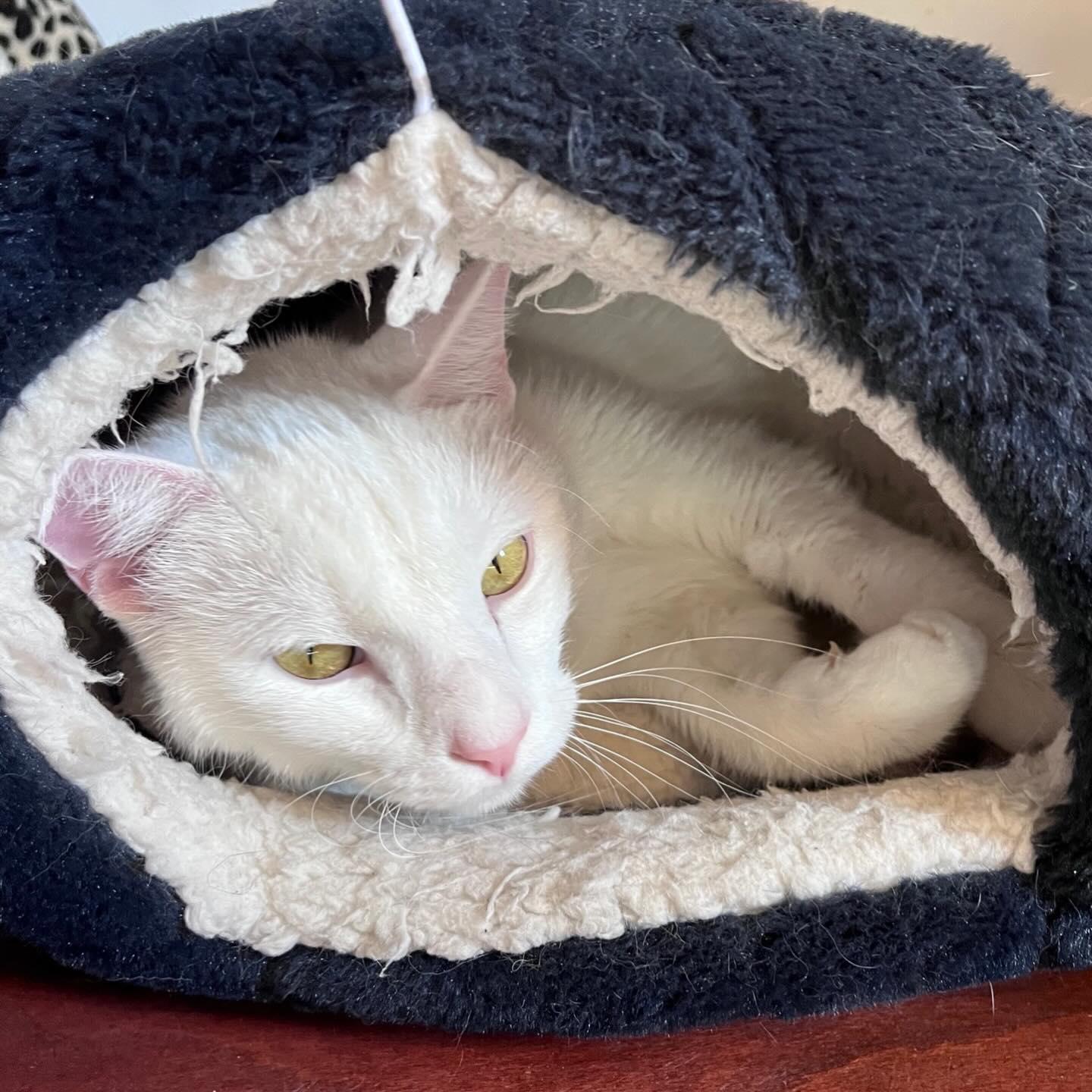 Enlarge Baby @ Fat Cat Books, an adopted Domestic Short Hair in Tallahassee, FL image 1/4