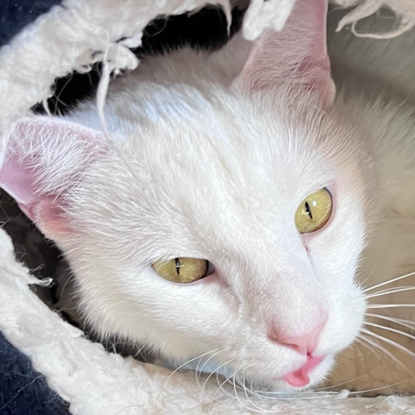 Enlarge Baby @ Fat Cat Books, an adopted Domestic Short Hair in Tallahassee, FL image 2/4