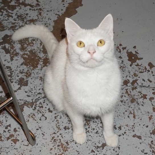 Enlarge Baby @ Fat Cat Books, an adopted Domestic Short Hair in Tallahassee, FL image 4/4