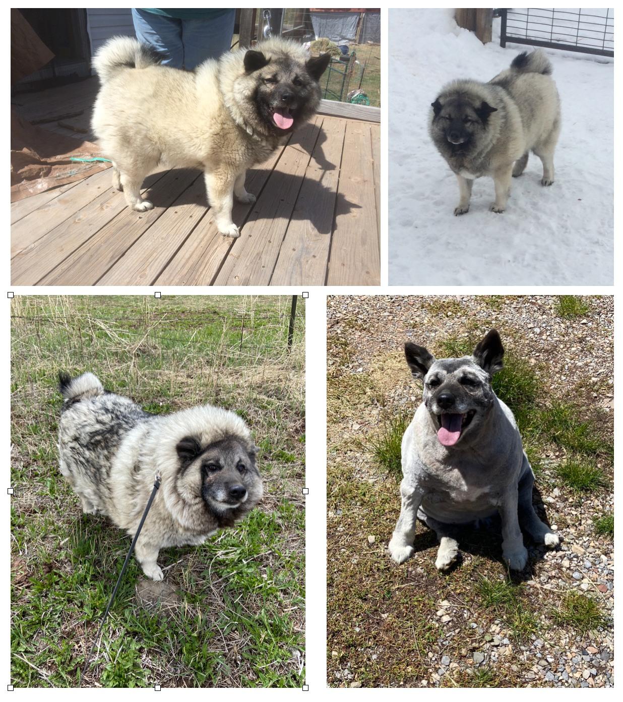 Enlarge Missy, a Adoptable Norwegian Elkhound in Thayne, WY image 1/1