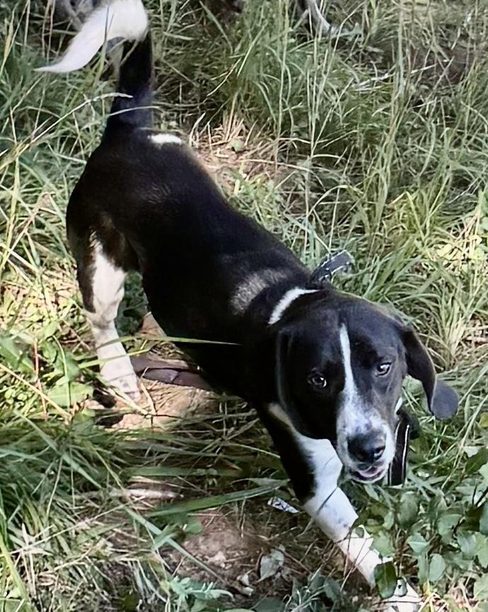 Enlarge Arlo FAMILY DOG!!, a Adoptable mixed breed in Franklin, WV image 1/1