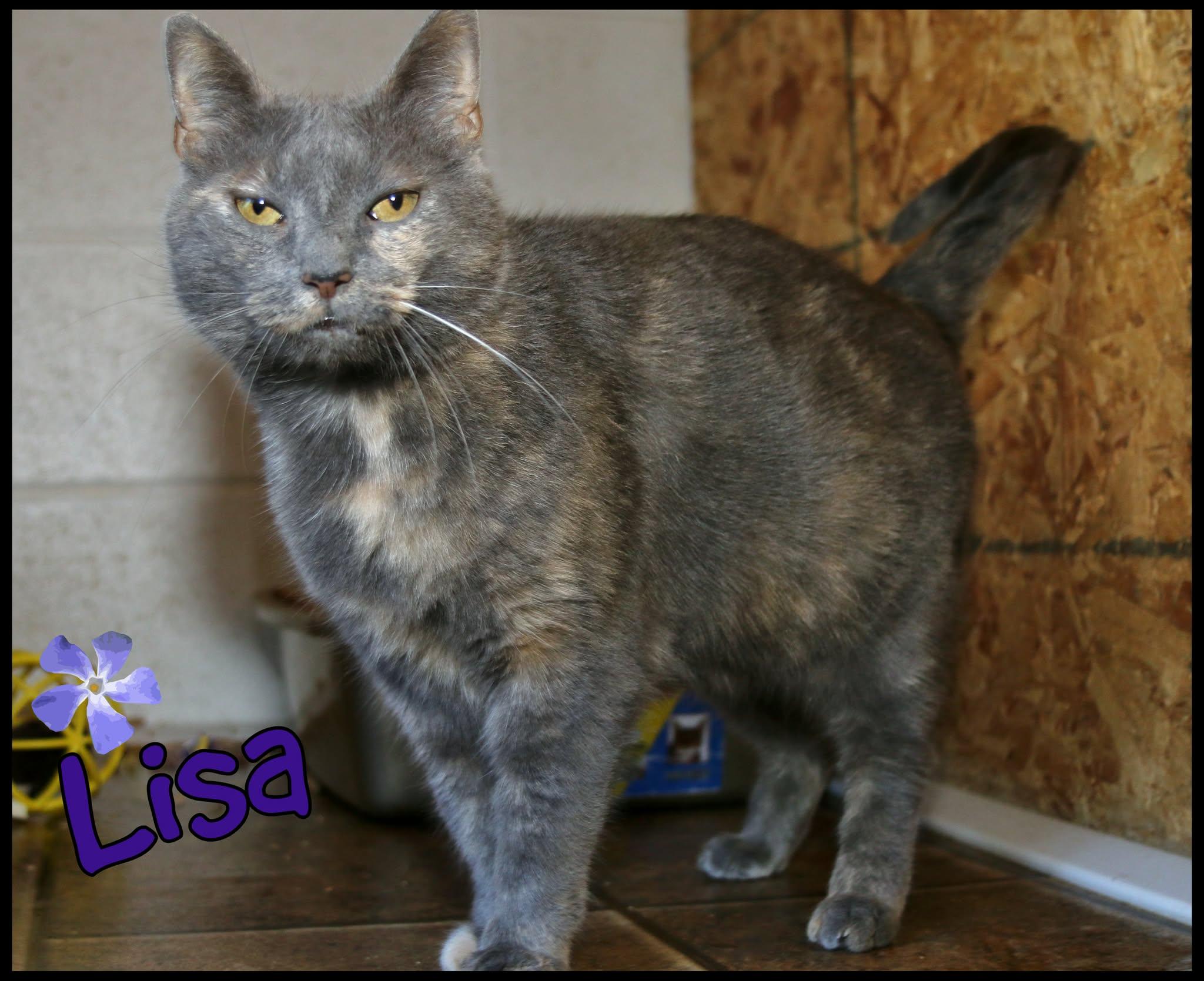 Lisa, Adoptable, Senior Female Domestic Short Hair.
