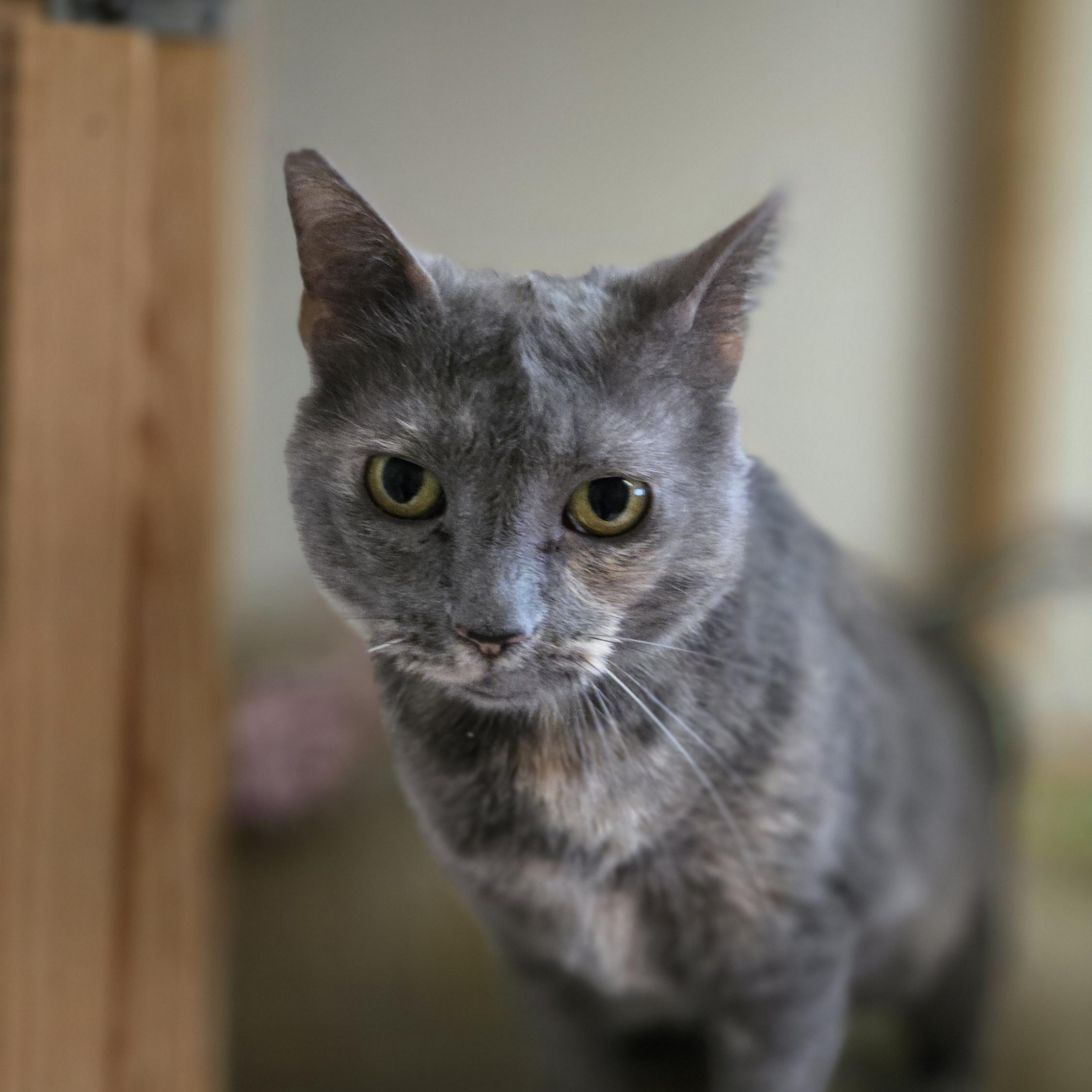 Enlarge Lisa, a Adoptable Domestic Short Hair in Shippenville, PA image 2/3