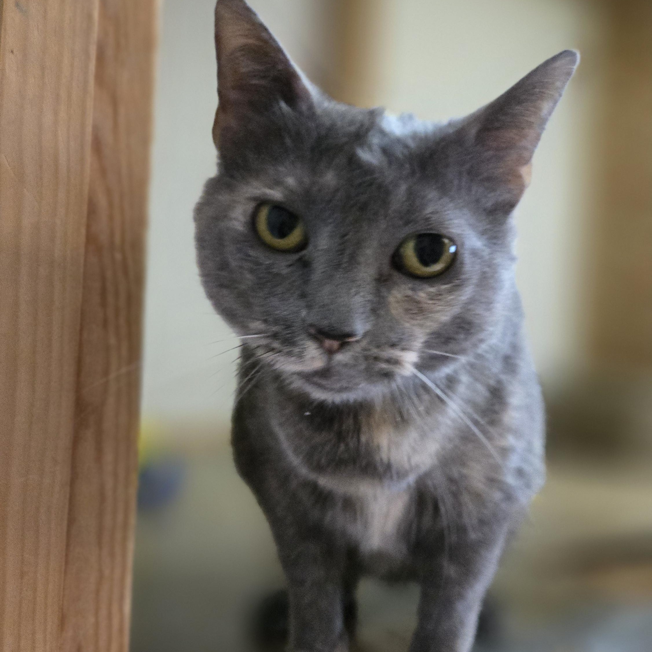 Enlarge Lisa, a Adoptable Domestic Short Hair in Shippenville, PA image 3/3
