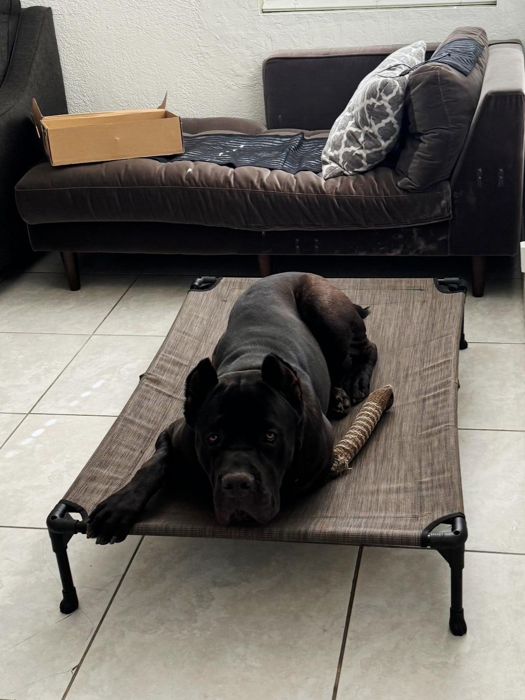 Enlarge Biggie, a ADOPTABLE Cane Corso in Huntington Beach, CA image 5/5