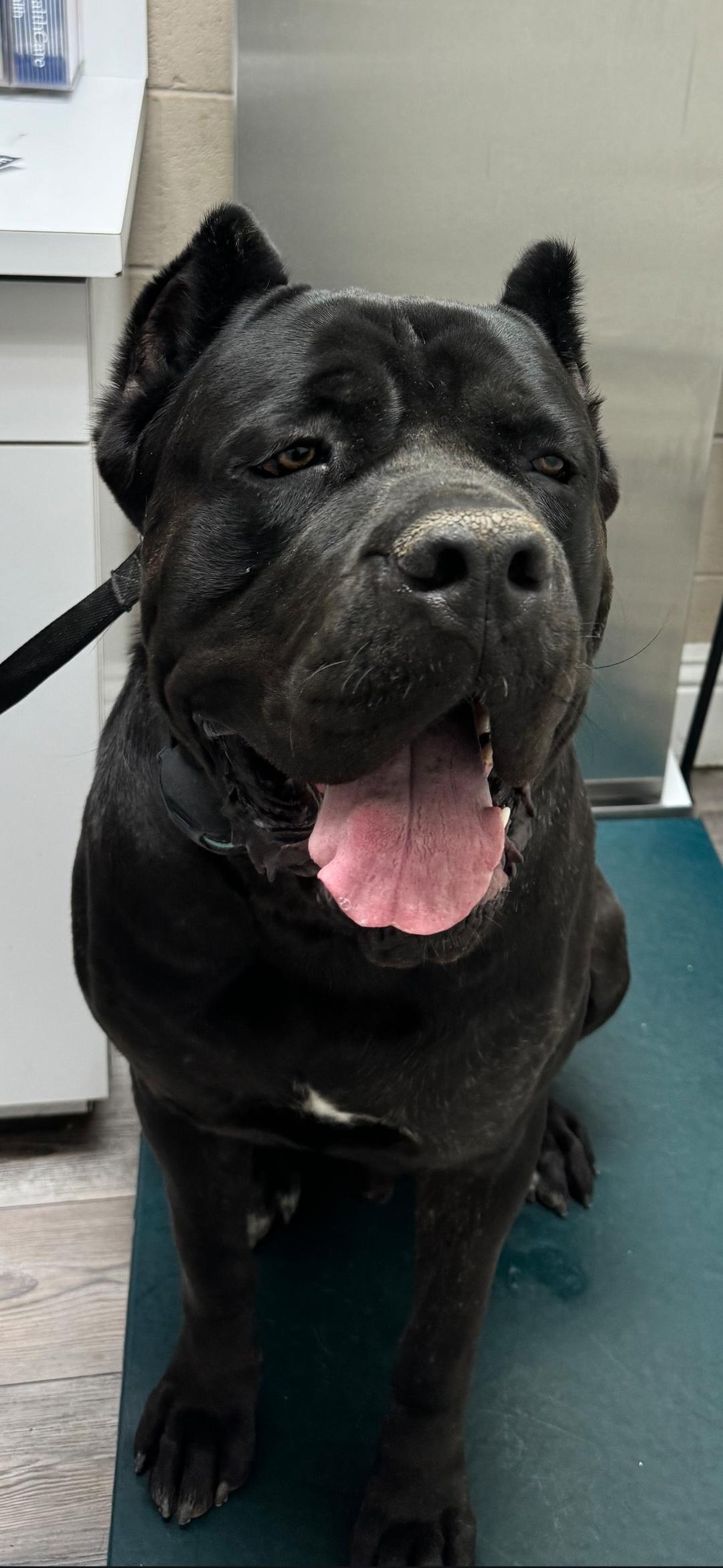 Biggie, ADOPTABLE, Adult Male Cane Corso.