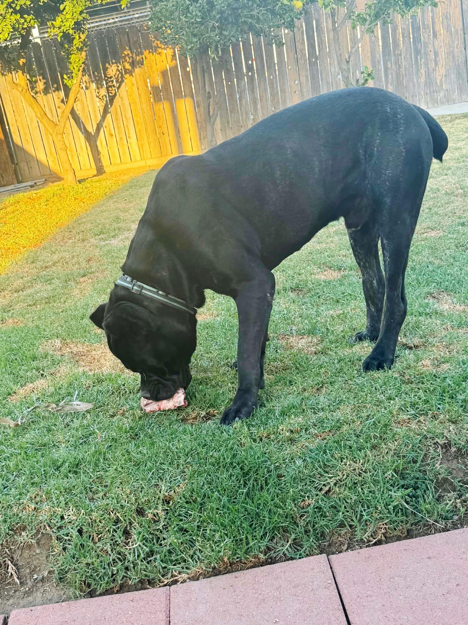 Enlarge Biggie, a ADOPTABLE Cane Corso in Huntington Beach, CA image 2/5