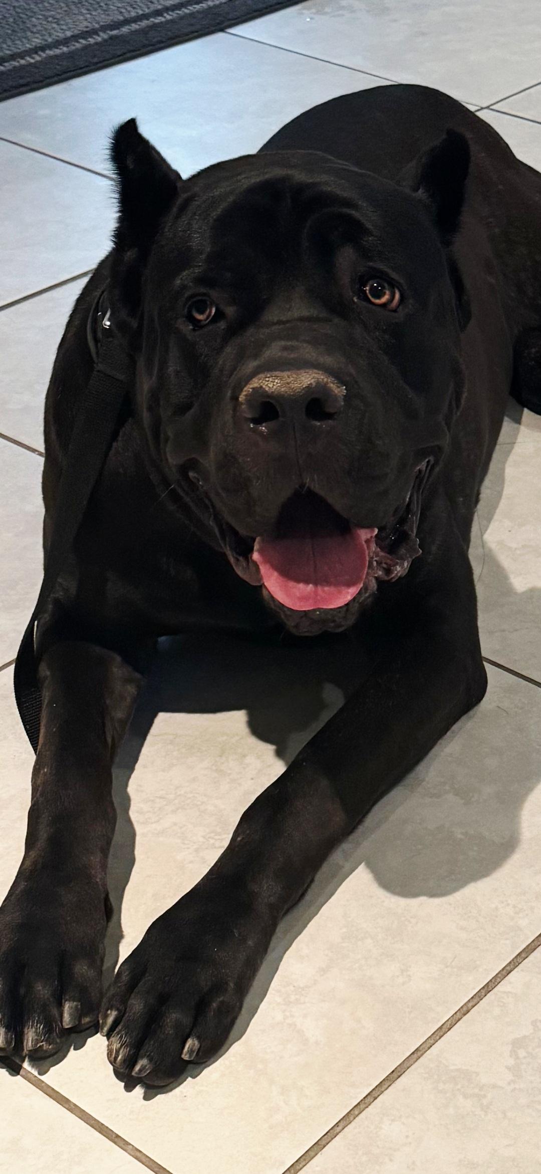 Enlarge Biggie, a ADOPTABLE Cane Corso in Huntington Beach, CA image 3/5