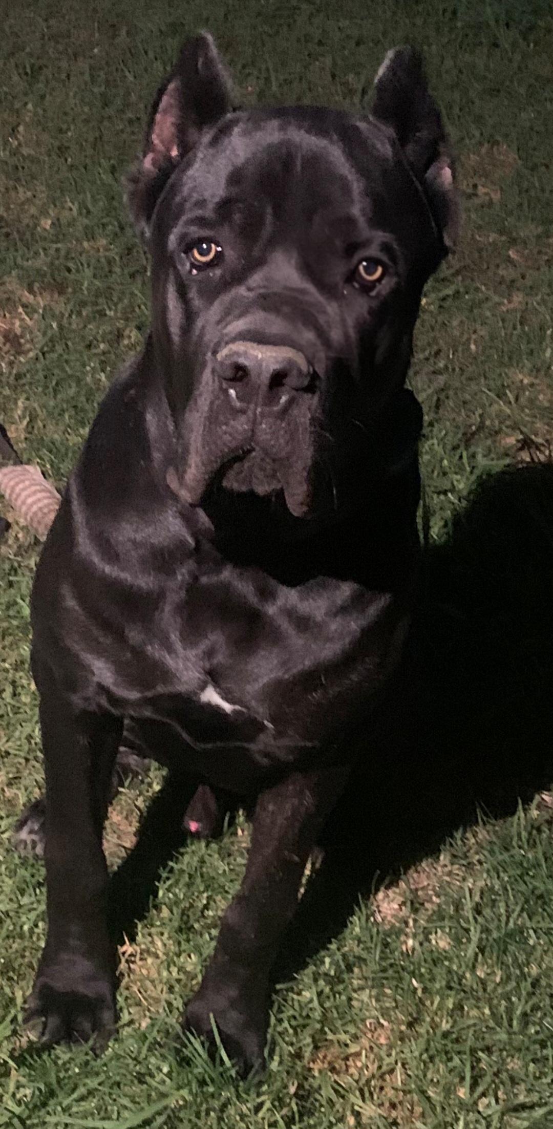 Enlarge Biggie, a ADOPTABLE Cane Corso in Huntington Beach, CA image 4/5