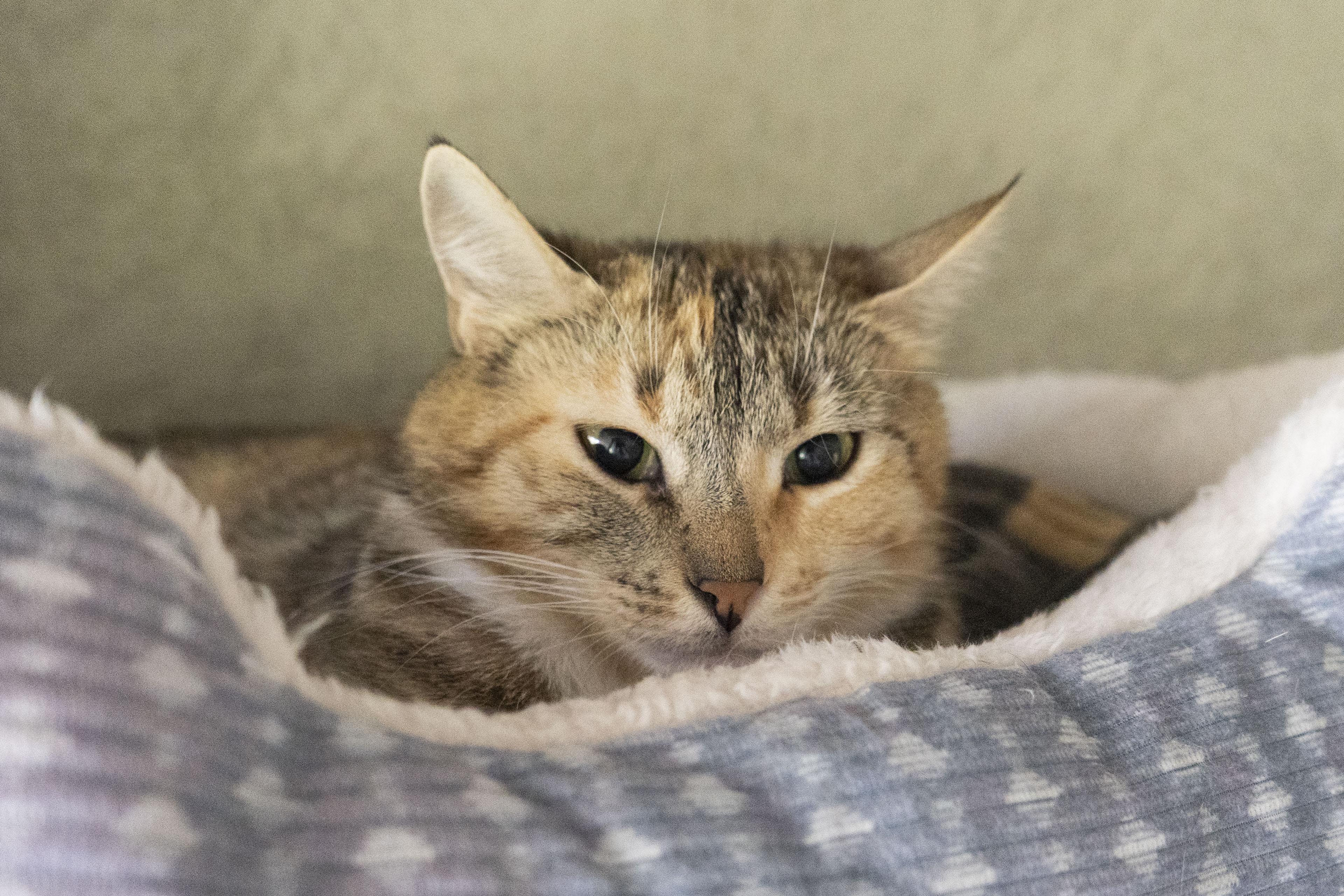 Radio, an adoptable Domestic Short Hair in Boise, ID, 83709 | Photo Image 2