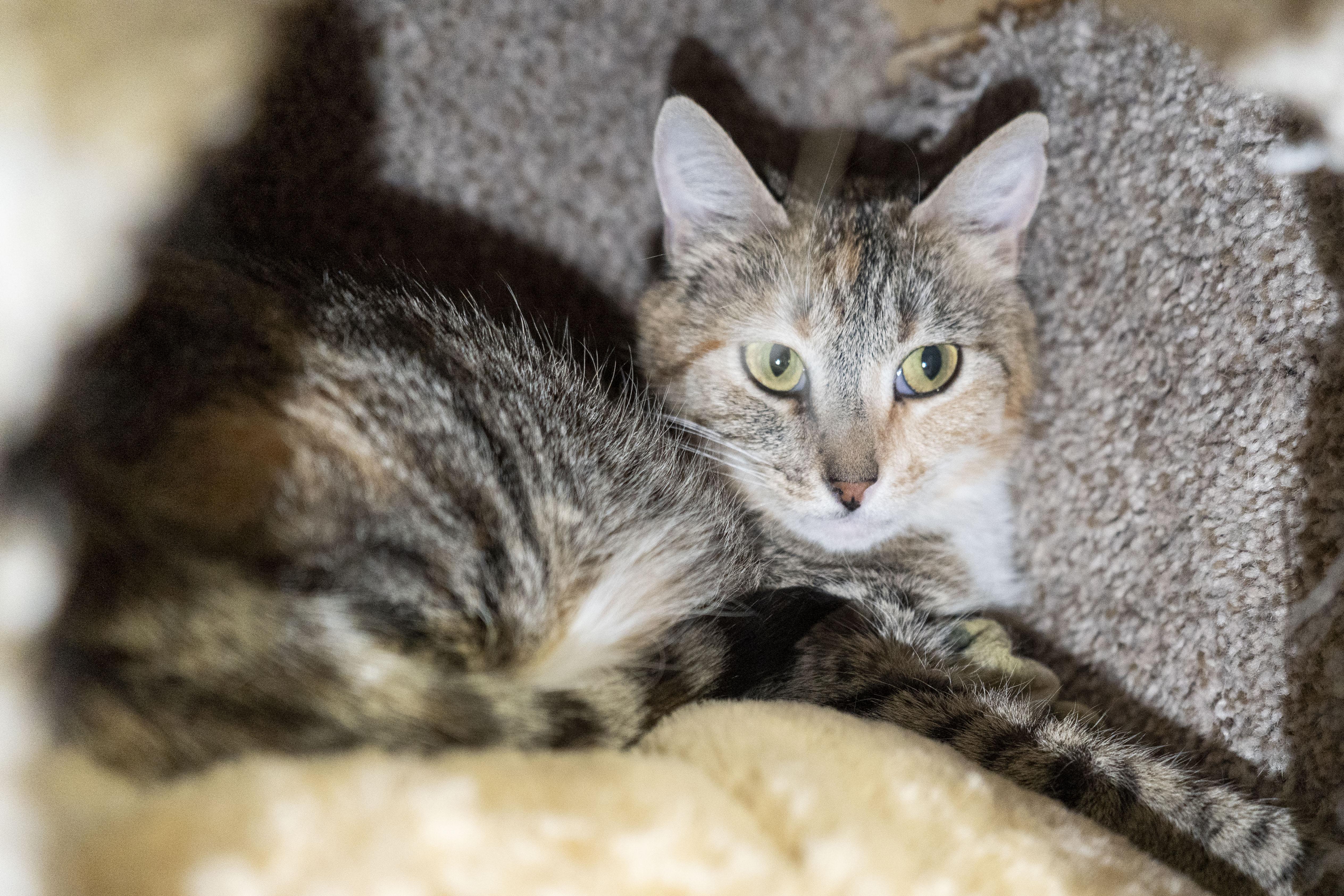 Radio, an adoptable Domestic Short Hair in Boise, ID, 83709 | Photo Image 1