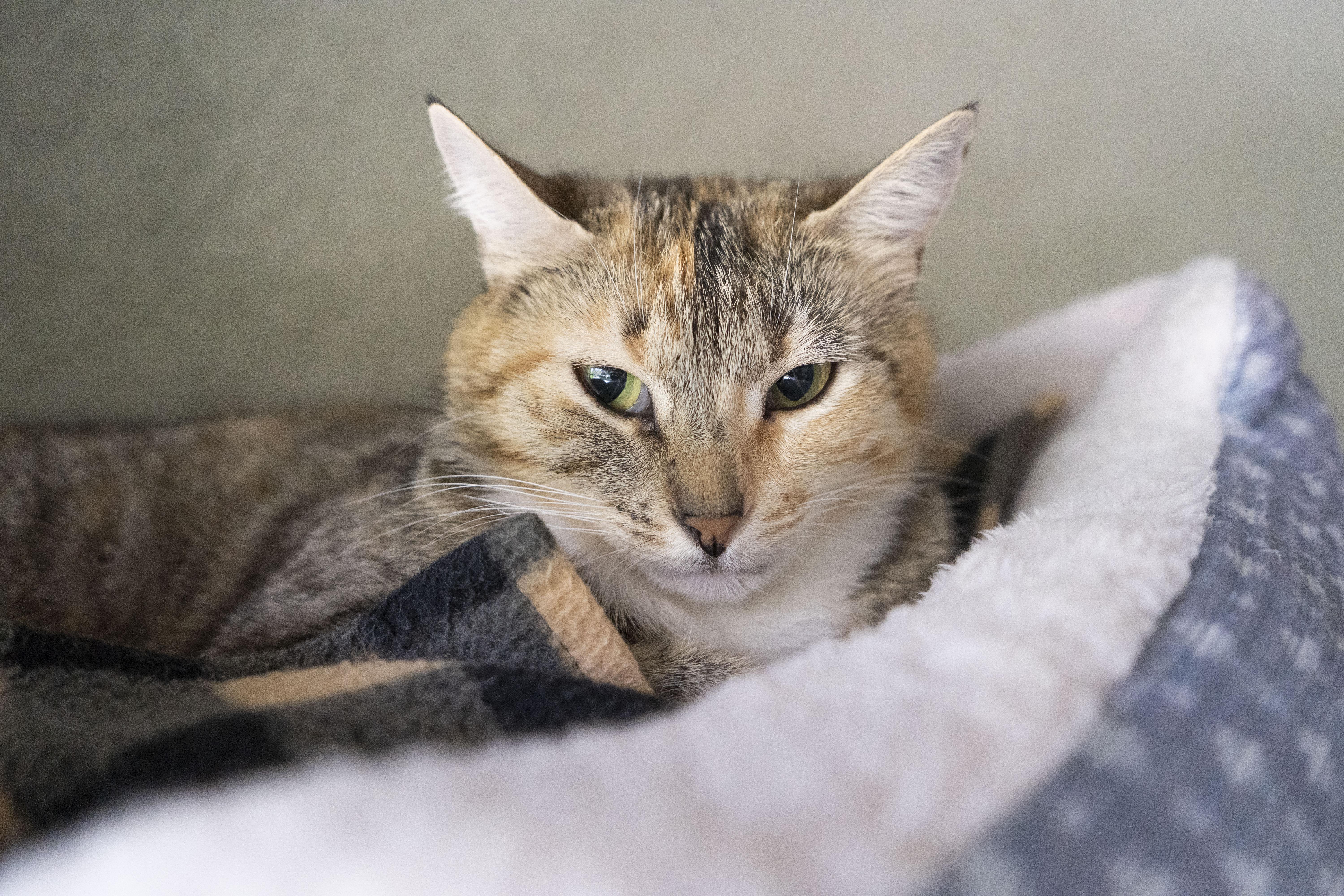 Radio, an adoptable Domestic Short Hair in Boise, ID, 83709 | Photo Image 1