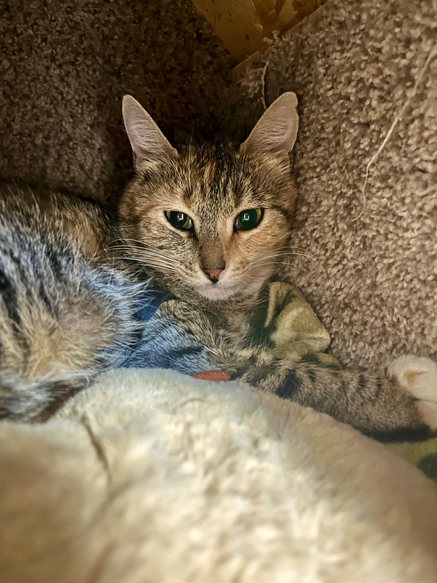 Radio, an adoptable Domestic Short Hair in Boise, ID, 83709 | Photo Image 2