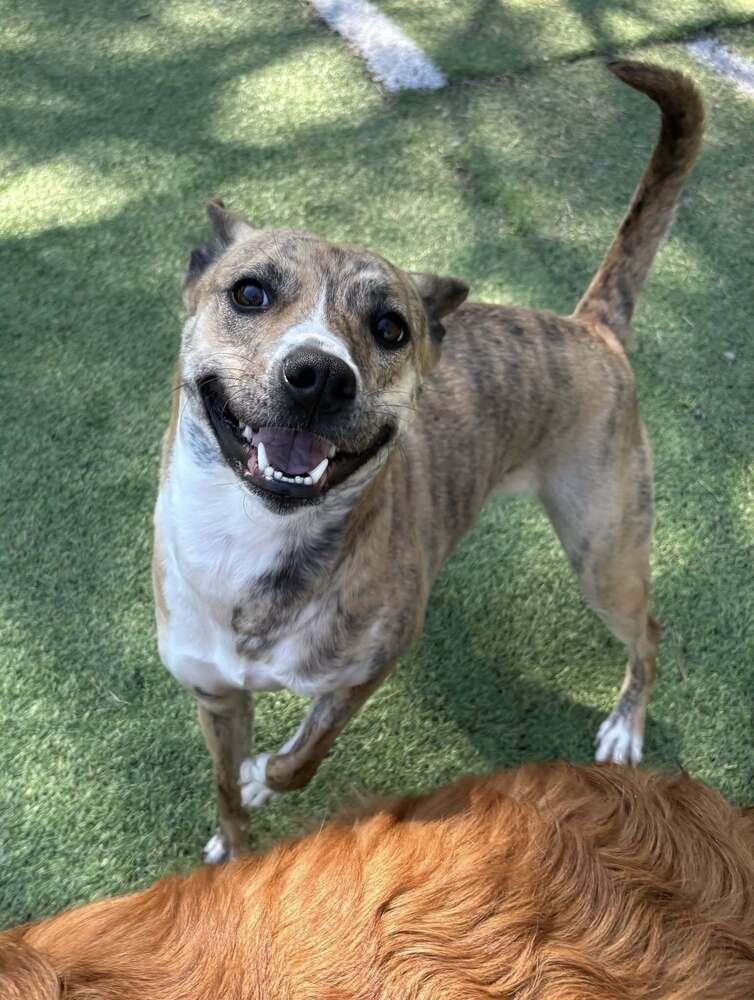 Enlarge Callie, a Adoptable mixed breed in Raleigh, NC image 1/3