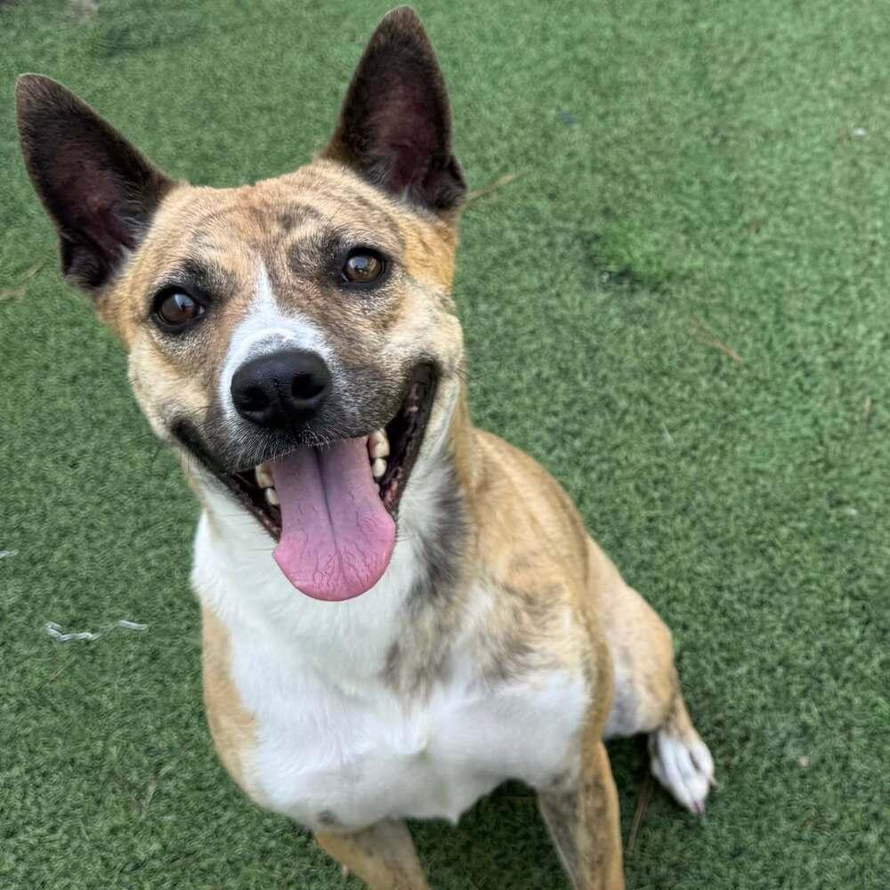 Enlarge Callie, a Adoptable mixed breed in Raleigh, NC image 2/3
