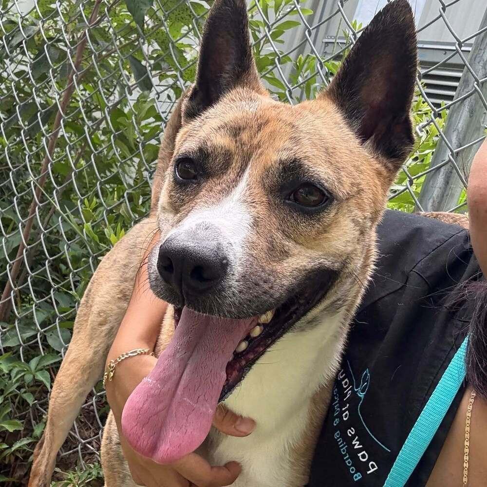 Enlarge Callie, a Adoptable mixed breed in Raleigh, NC image 3/3