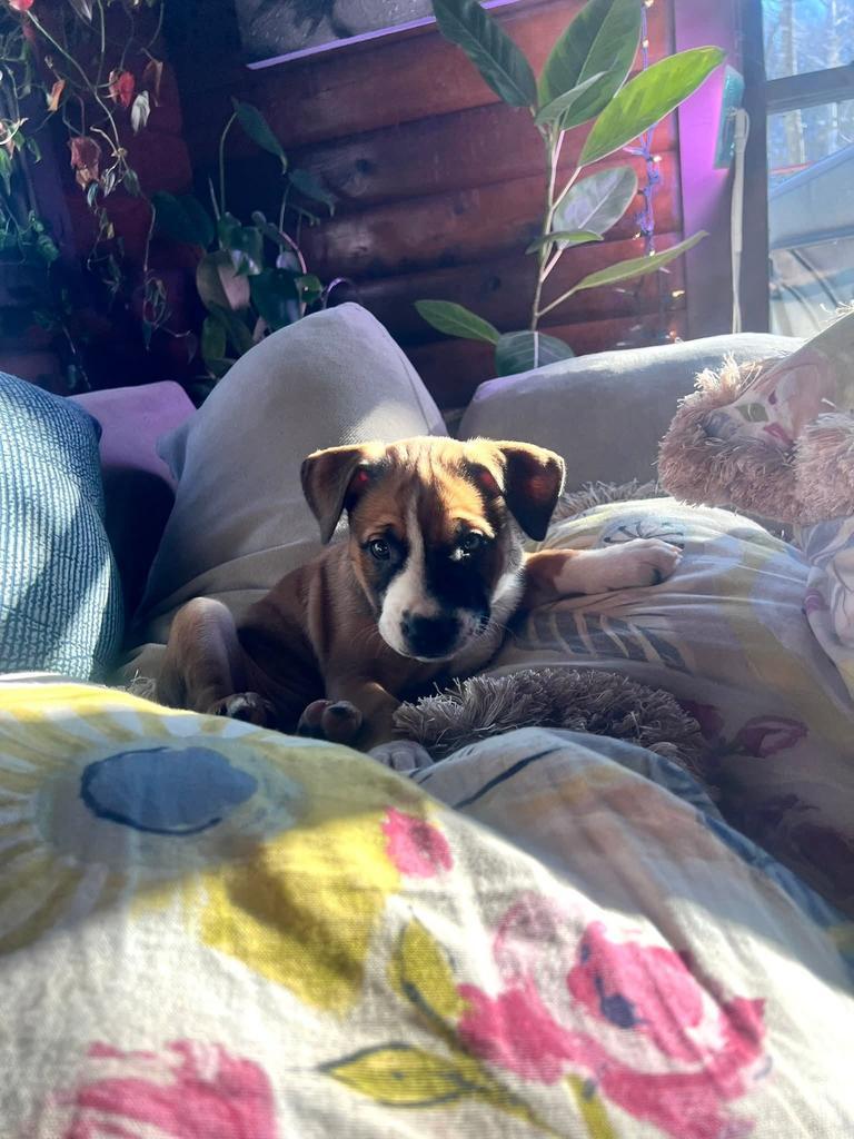 El, Adoptable, Puppy Female Terrier.