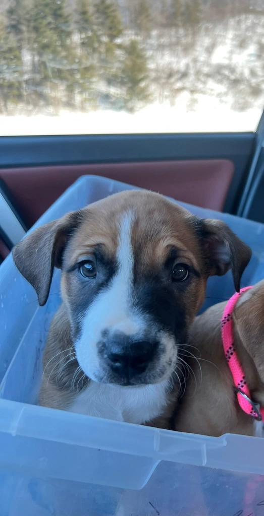 El, a Adoptable Terrier in Athens, OH image 2/2