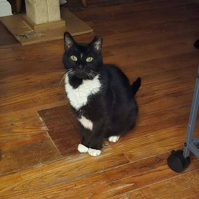 Enlarge Sam, a ADOPTABLE Tuxedo in Huntington, NY image 3/4