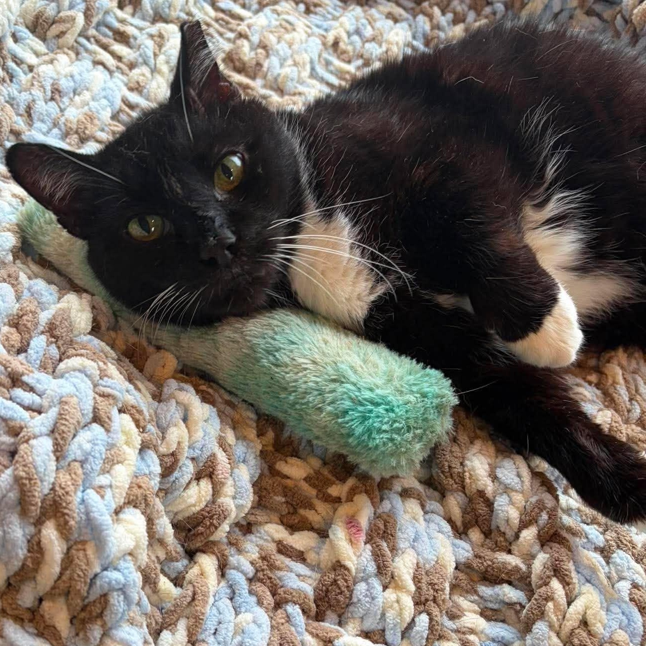 Sam, ADOPTABLE, Adult Male Tuxedo.