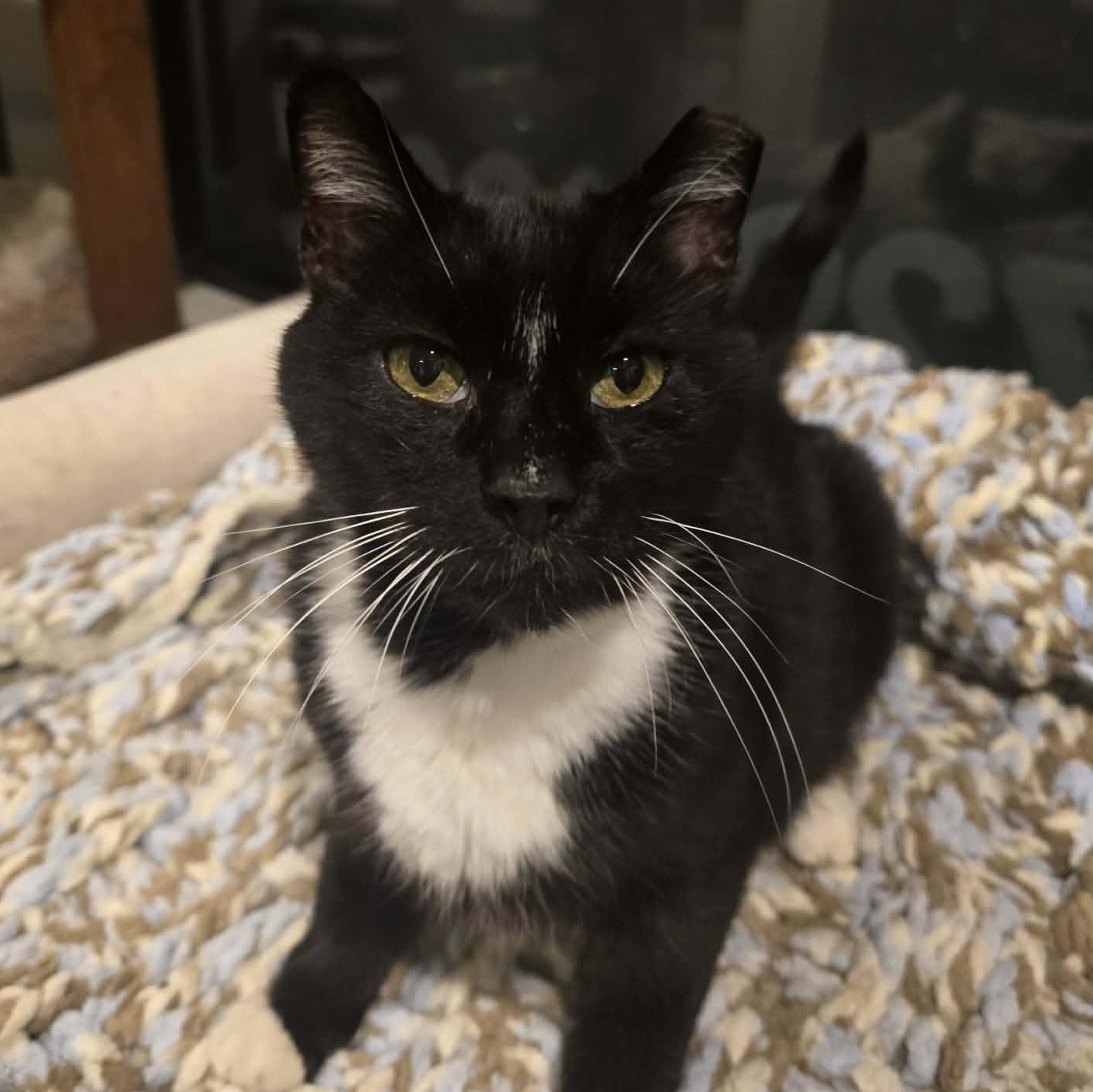 Enlarge Sam, a ADOPTABLE Tuxedo in Huntington, NY image 2/4